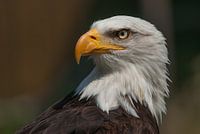 Amerikaanse Zeearend