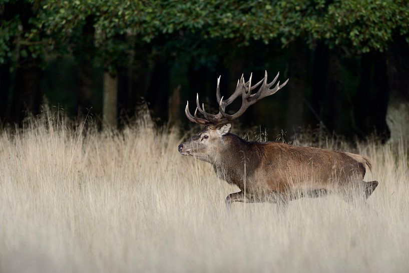 Powerful Stag, Red Deer ( Cervus elaphus  ) in autumn by wunderbare Erde