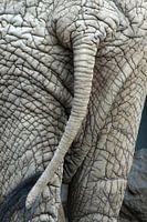 Achterwerk van een olifant