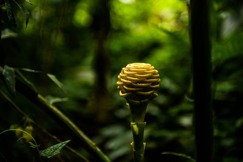 Costa Rica, flower by Sander Verhoeven