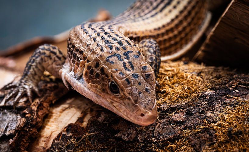 Gros plan sur le lézard - Portrait détaillé par Alvadela Design & Photography