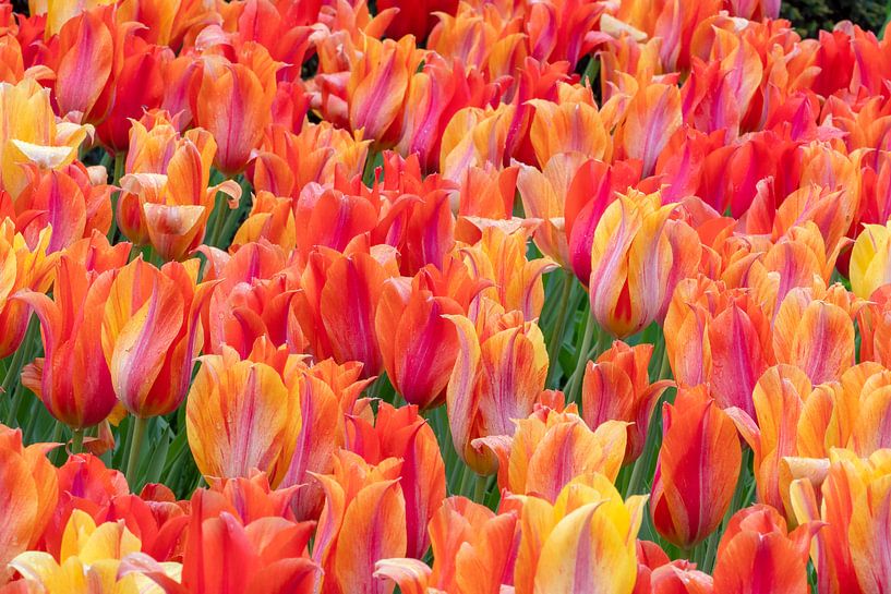 Tulipes ardentes par René Roelofsen