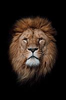 Majestätischer Löwe – Stärke und Ruhe