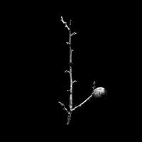 Baie sur une branche desséchée