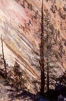 Pinienbaum verdrehter Stamm am Yellowstone Canyon