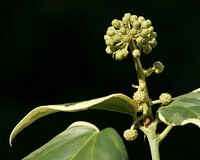 Green plant for a black background