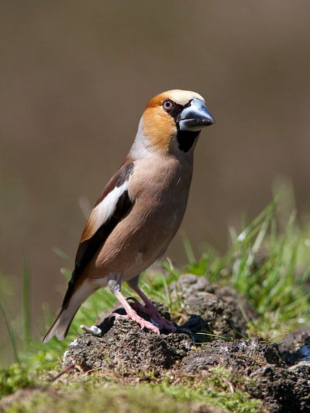 Appelvink by Thijs Schouten