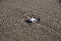 Shell in the beach