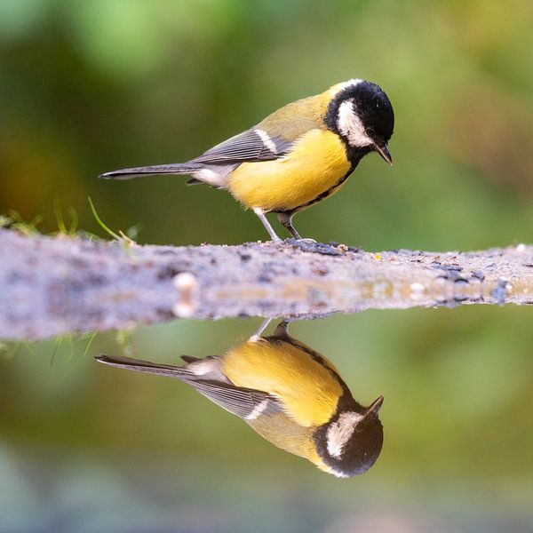 Die nachdenkliche Meise von Alexander Tromp