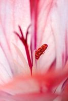 Nicht hinter den Geranien