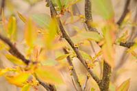 Plaggenstekerspad - Hoenderloo