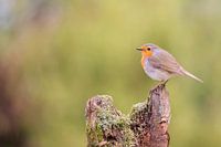 Robin, Erithacus Rubelica