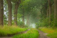 Doldersummerveld Waldweg