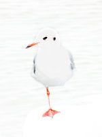 Möwe ruht auf dem Boot