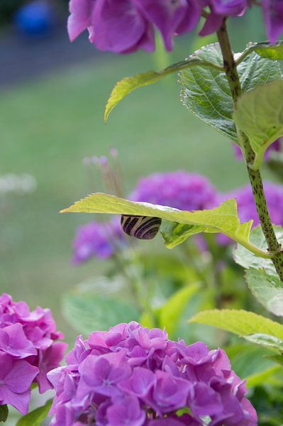 Hortensia met slak von Ina Hölzel