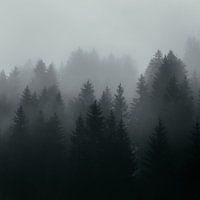 Conifers in the fog
