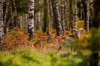 Mouflon en Belgique