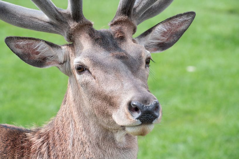 Un cerf regarde tranquillement par Ulrike Leone