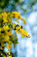A bee in yellow flowers looking for nectar in close up