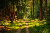 Le soleil traverse la forêt