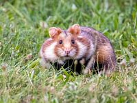 Portrait du hamster commun