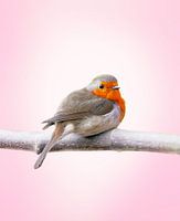 Rotkehlchen auf Ast in bester Laune