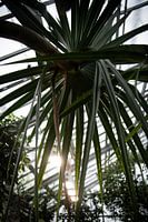 Diversité verte : un regard sur le monde vivant des plantes