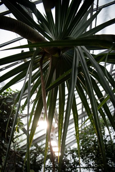 Diversité verte : un regard sur le monde vivant des plantes par Lena Remmert