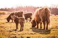 Familie mit jungen schottischen Highlanders in Brabant