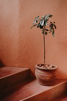 Terracotta Simplicity