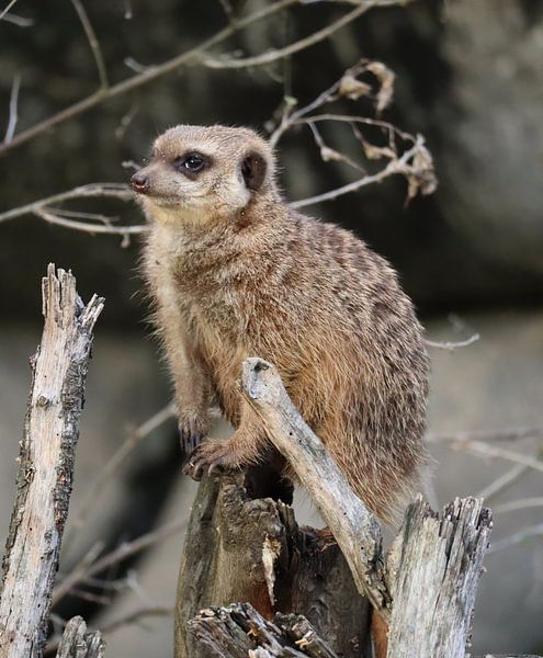 meerkat on the lookout by Joke te Grotenhuis