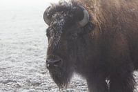 Bison d'Amérique dans la brume
