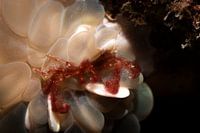 Le fascinant crabe orang-outan, l'île de Siamil en Malaisie