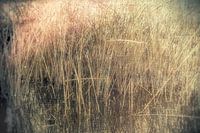 The reed dances in water