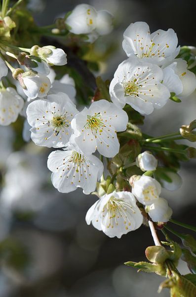 Flower dream by Violetta Honkisz