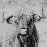 Scottish Highlander in black and white