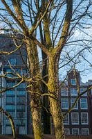 Trees at Waterloo Square in Amsterdam