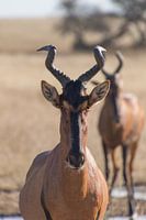 Head of a red hartebeest