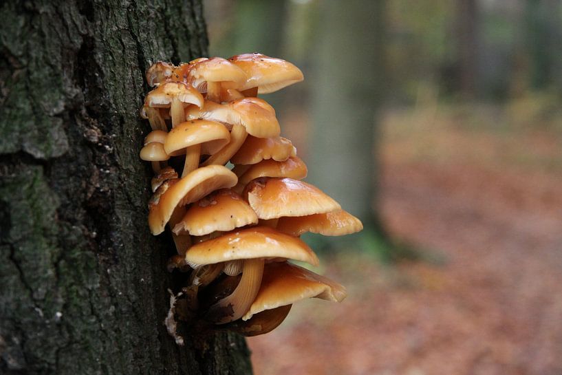 Herfst! von Floor Mommers