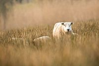 Agneaux dans la prairie