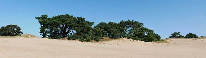 Panorama of a sand dune. by Wim vd Neut