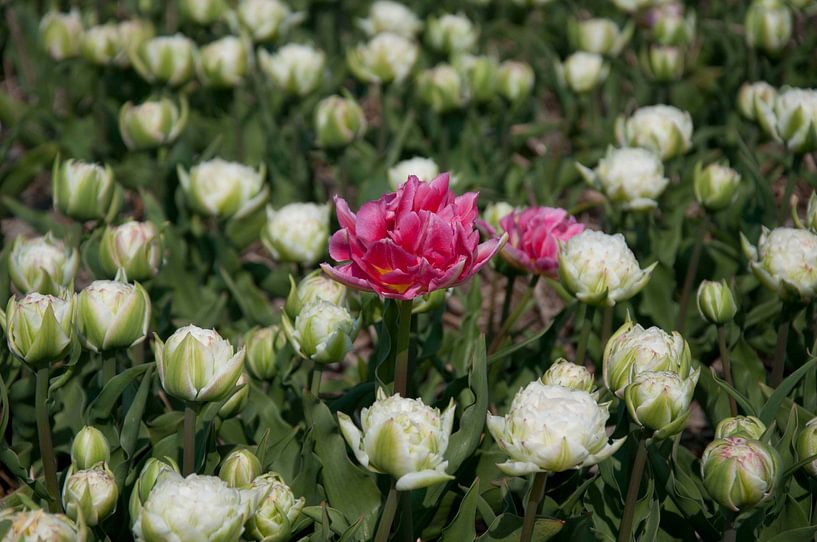 Alone par Arthur Wijnen