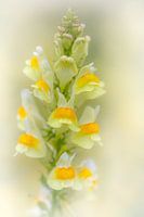 ton-sur-ton vlasbekje