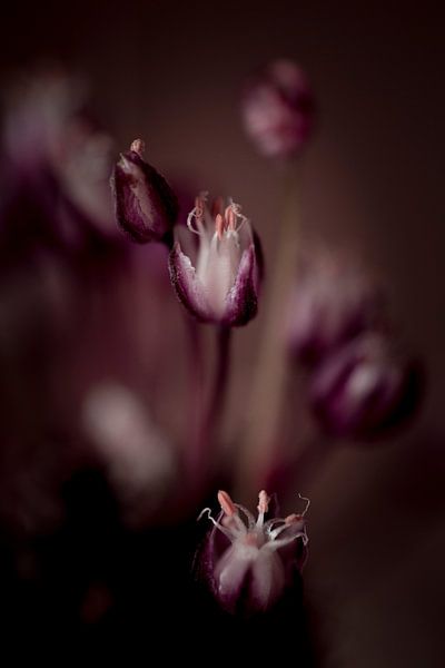 Floral art by Anouk Strijbos