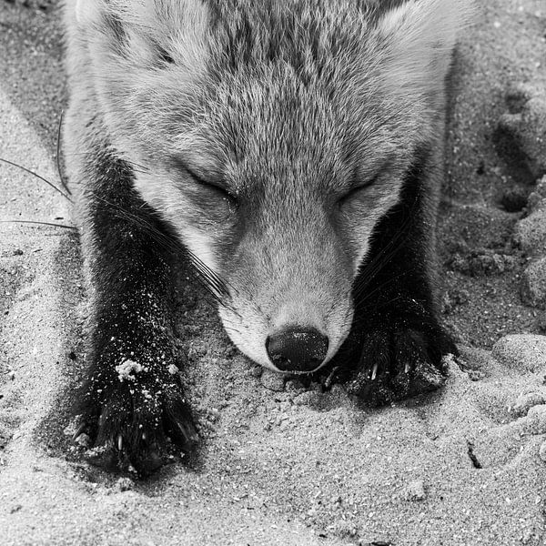Renard endormi en noir et blanc par Andius Teijgeler