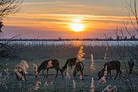 Chevreuil au coucher du soleil Oostvaardersplassen