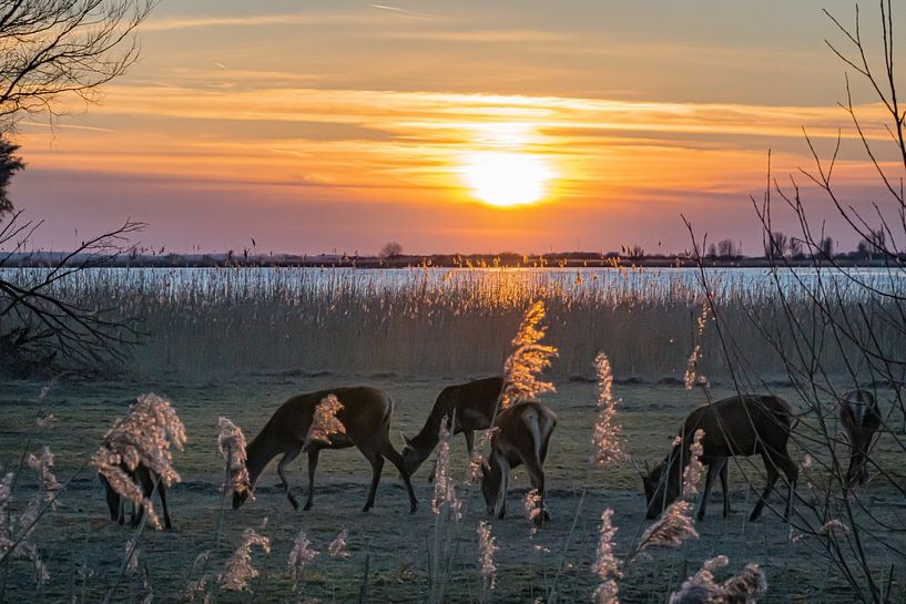 Deer at sunset Oostvaardersplassen by Mischa Corsius