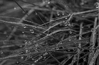 Grashalme mit Tautropfen
