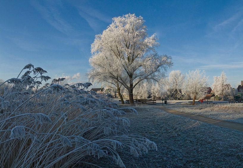 Vereister Baum von Rene van der Meer
