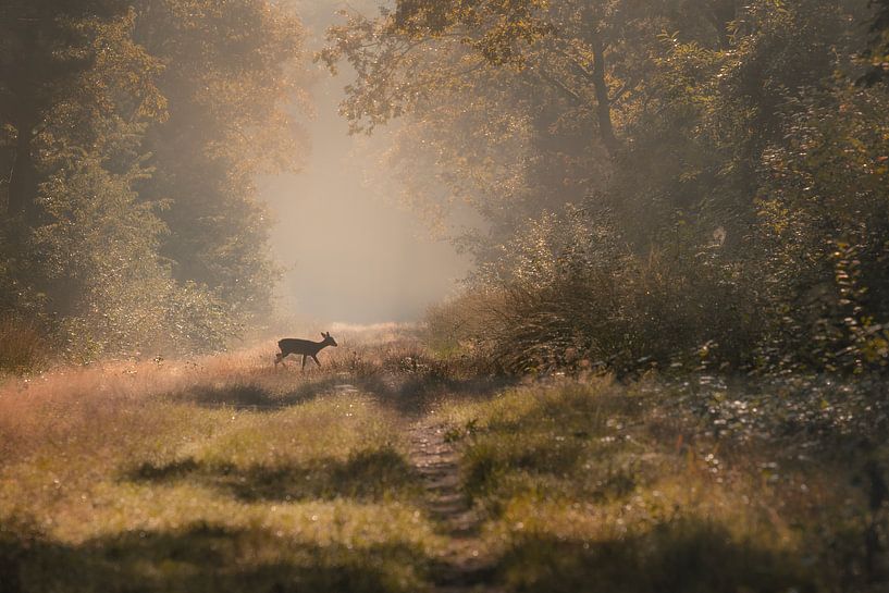 Morgenstille im Wald von Silvia Thiel